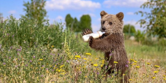 Özel Bakımla Hayata Tutunan Ayı Yavrusu 'haçuvan' Bursa'ya Gönderilecek