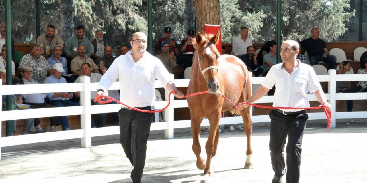 Bursa'da ev fiyatına tay satıldı