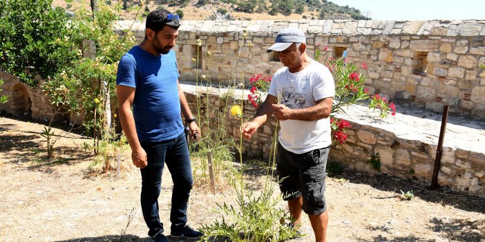 GÜVERCİNADA’NIN TÜLÜŞAHLARI ÇİÇEK AÇTI