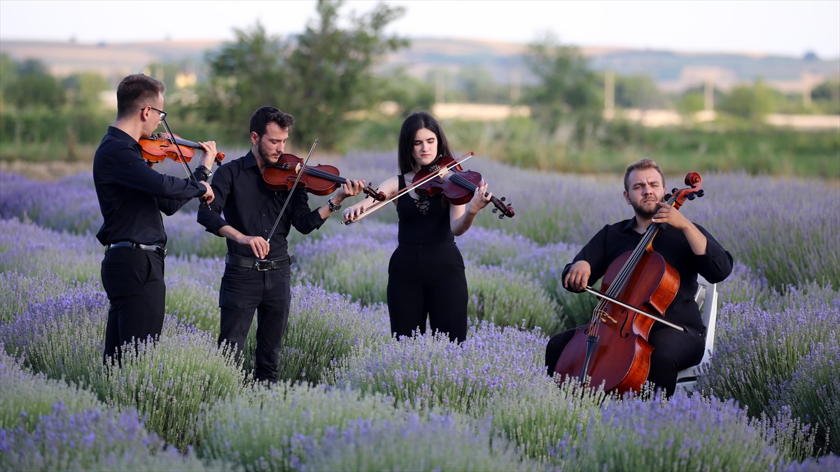 Edirne'nin "Mor Turizmi" Lavanta Tarla Günleri Sembolik Hasatla Başladı