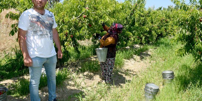 KUŞADASI’NDA YETİŞİYOR, TADI SINIRLARI AŞIYOR