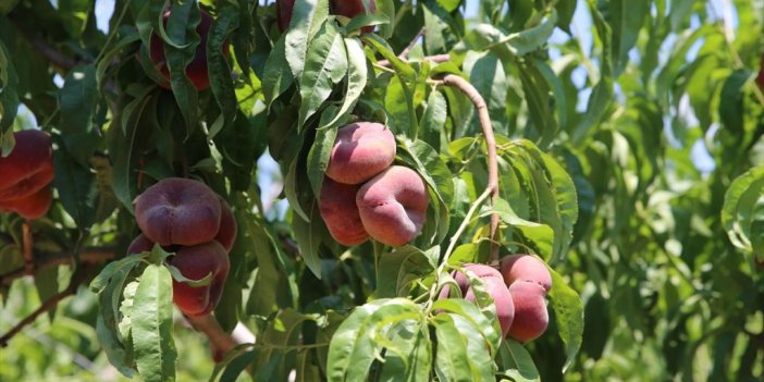 Hatay'da Hasadı Devam Eden Şeftalide 4 Bin 500 Ton Rekolte Bekleniyor