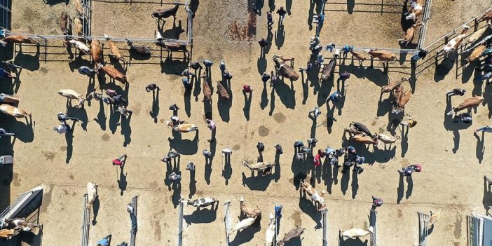 Kurbanlıklar Pazara İnince Sıkı Pazarlıklar Da Başladı