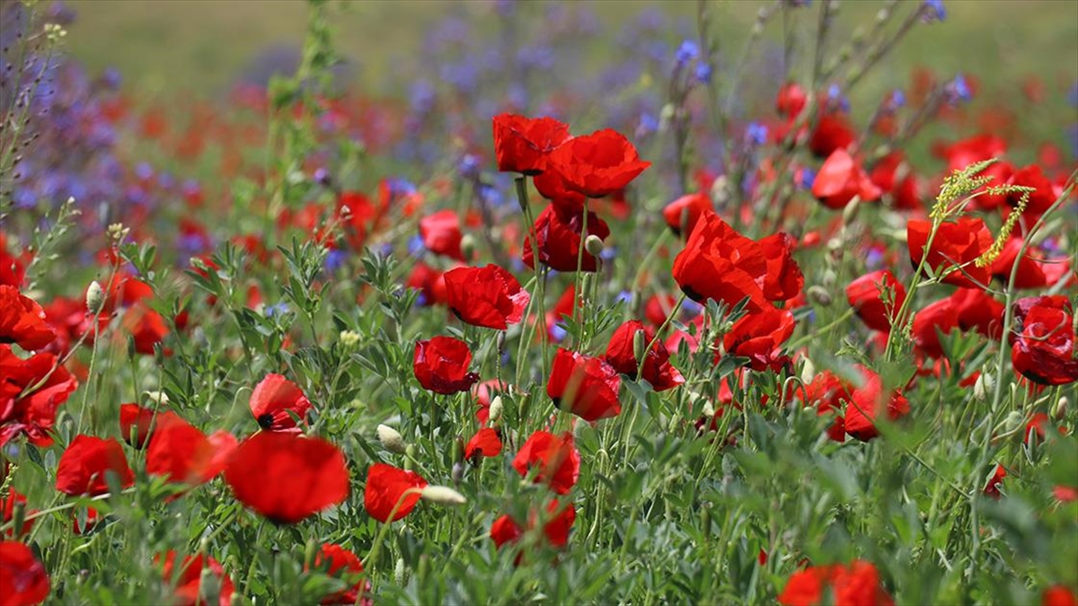 Murat Nehri'nin Çevresi Kırmızı Ve Mor Çiçeklerle Kaplandı