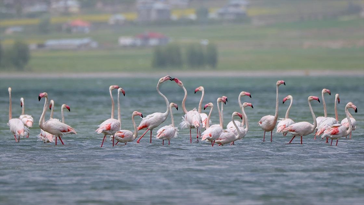 Van'da Kuraklıktan Kurtulan Sulak Alanlar Yeniden Kuşlara Yuva Oldu