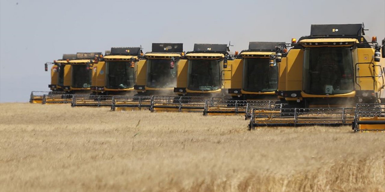 Buğdayda 200 Bin Ton Rekolte Bekleniyor