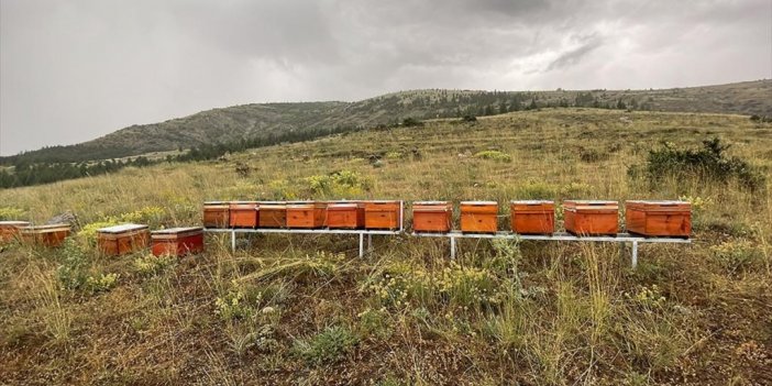 Tarım, Ormancılık Ve Arıcılık 'bal Ormanında' Buluştu