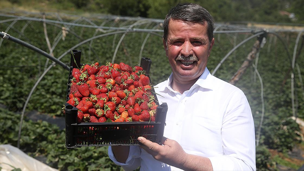 'Türkoğlu Çileği'nde 4 Bin 500 Ton Rekolte Bekleniyor