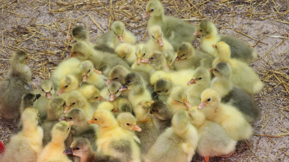 Yozgat'ta Eski Cezaevi Binası Tarımsal Üretim Merkezi Oldu