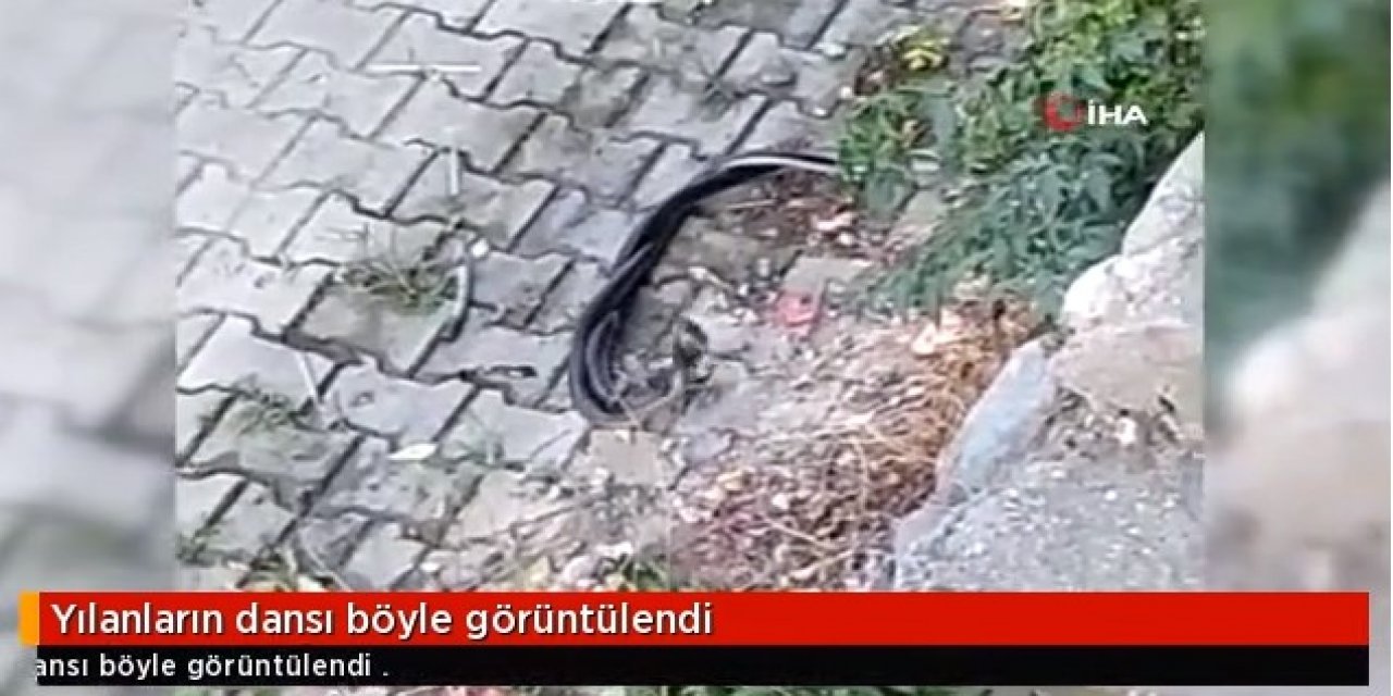 Hatay'da 2 metre uzunluğundaki 2 yılan dans etti, sosyal medyada beğeni yağdı