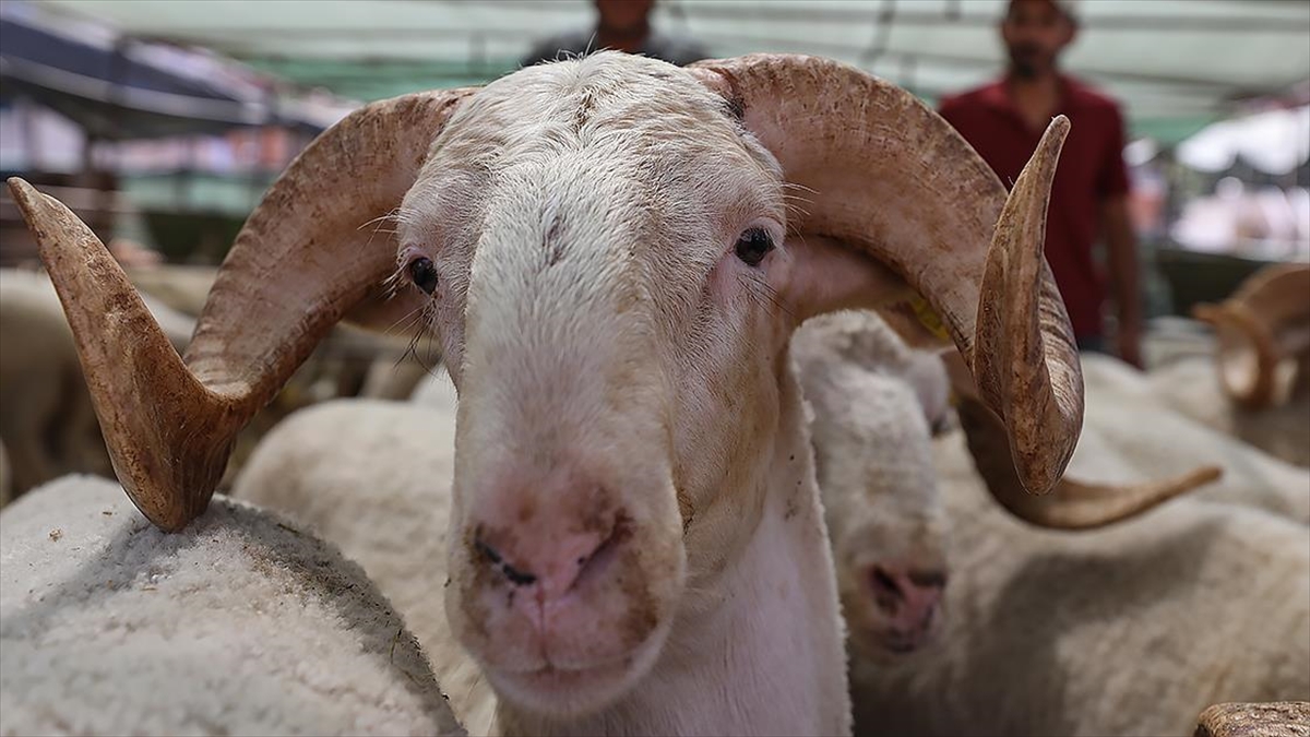 Türkiye Kasaplar Federasyonu Başkanı Yardımcı'dan "kurbanlık" Açıklaması