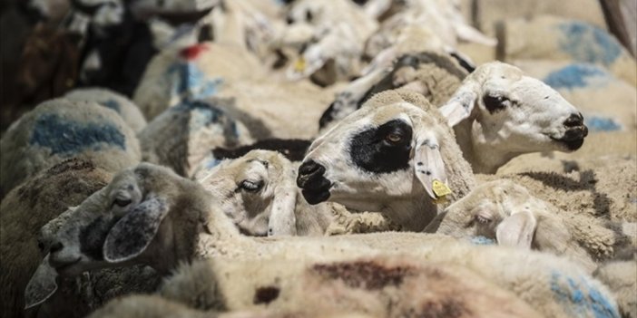 'kurbanlık Alırken Hayvan Sağlığı Ön Planda Tutulmalı' Uyarısı