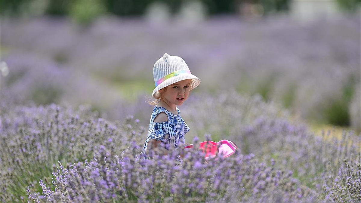 Mor Tarlalarda Lavanta Hasadı Başladı