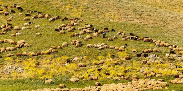 Faraşin Yaylası Göçerlerle Şenlendi