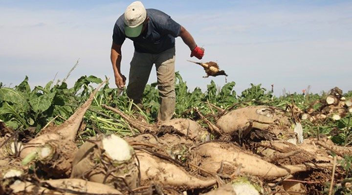Pancar üreticisine motorin desteği! İşte detaylar...