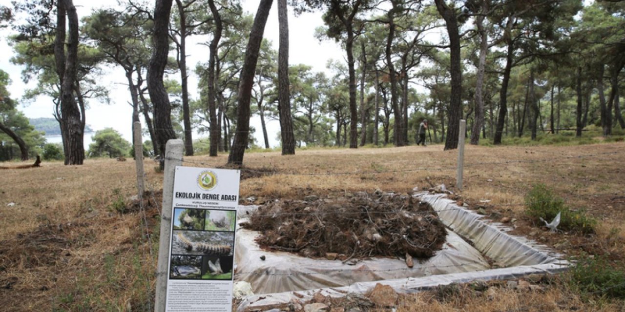 İstanbul'da ormanlarda zararlı böceklere karşı mücadele