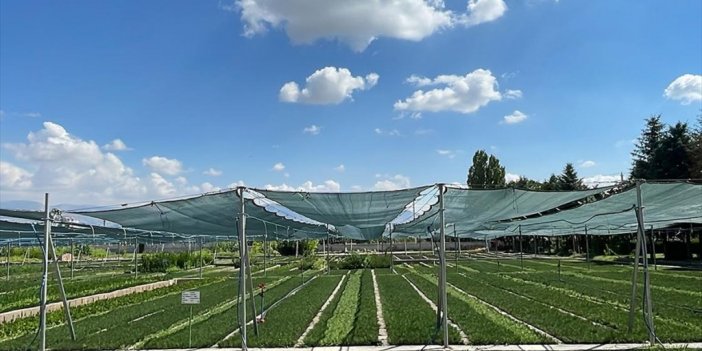 Bal Ormanlarının Bitkileri İklim Dostu Seradan