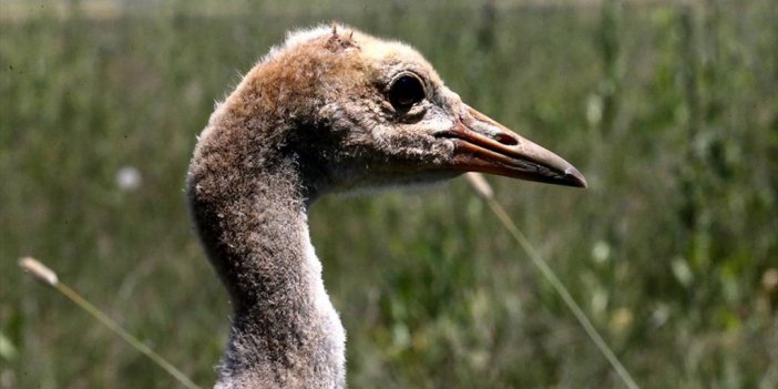 Nesli Tehlike Altındaki Anadolu Dağ Turnalarına Uydu Takibi