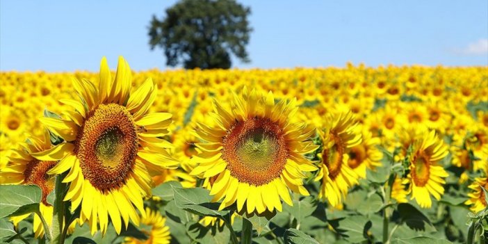 Tekirdağ'ın "sarı Gelini" Ayçiçeği Tarlaları Fotoğraf Tutkunlarını Bekliyor