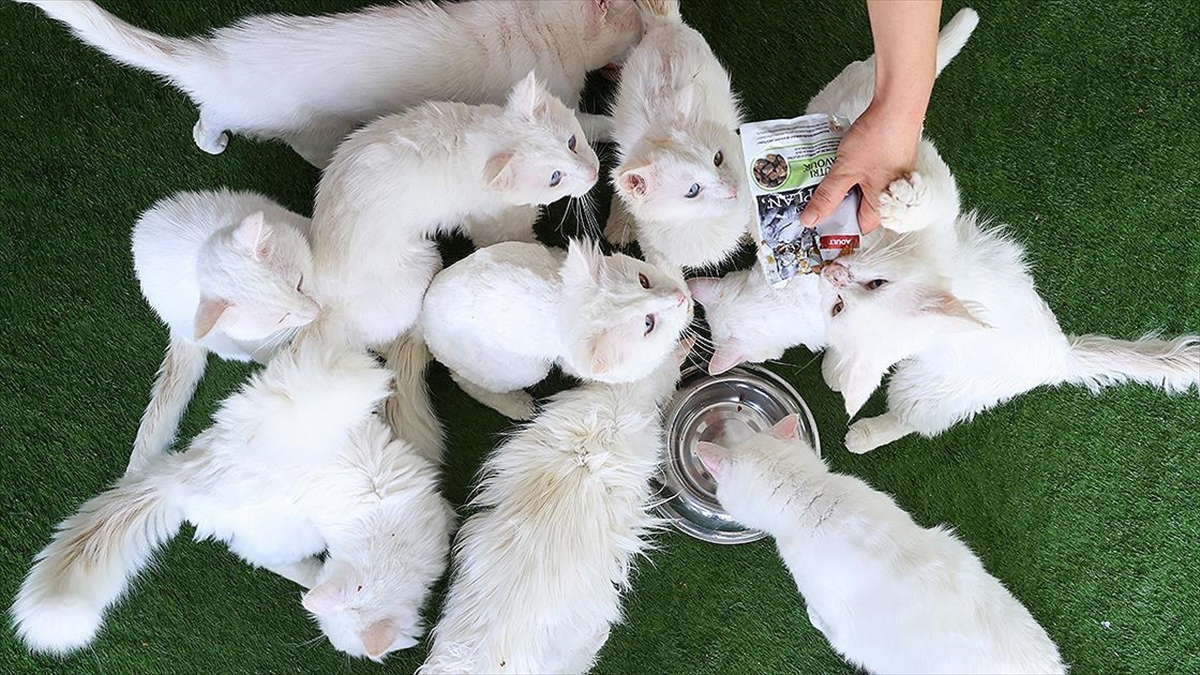 Van Kedilerinin Yavruları Sahiplendirilecek