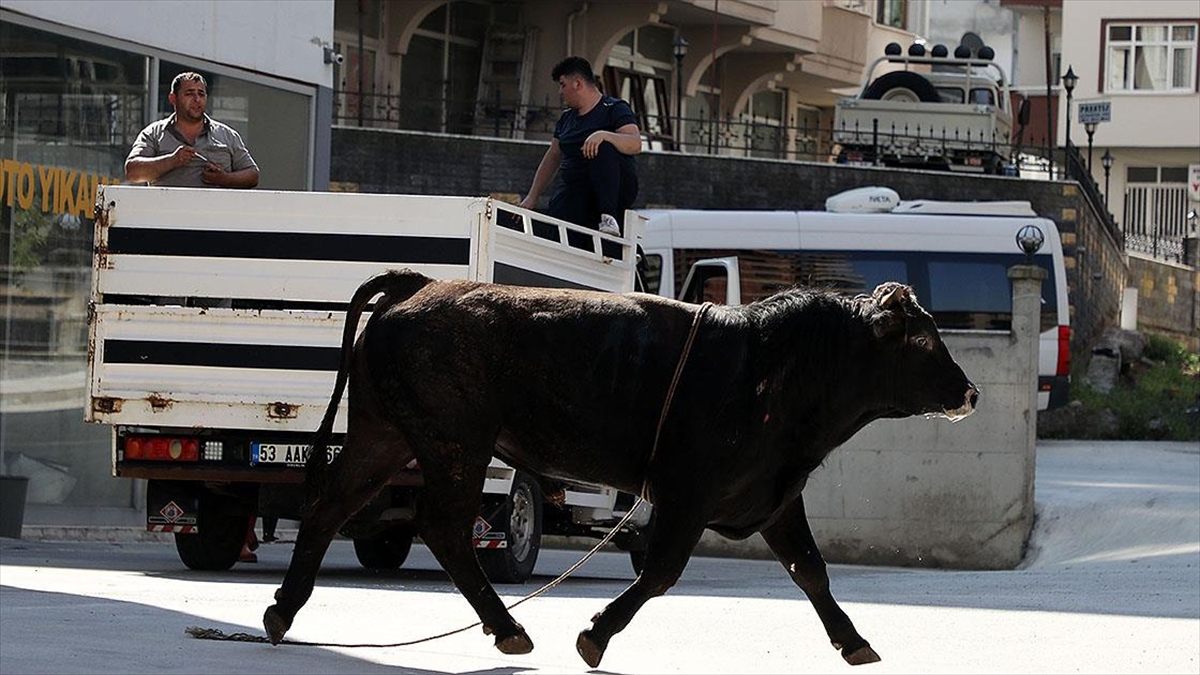 Kaçan Kurbanlıklar Zor Anlar Yaşattı