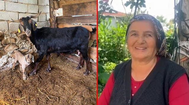Kurbanlık keçi doğum yapınca kesilmedi!