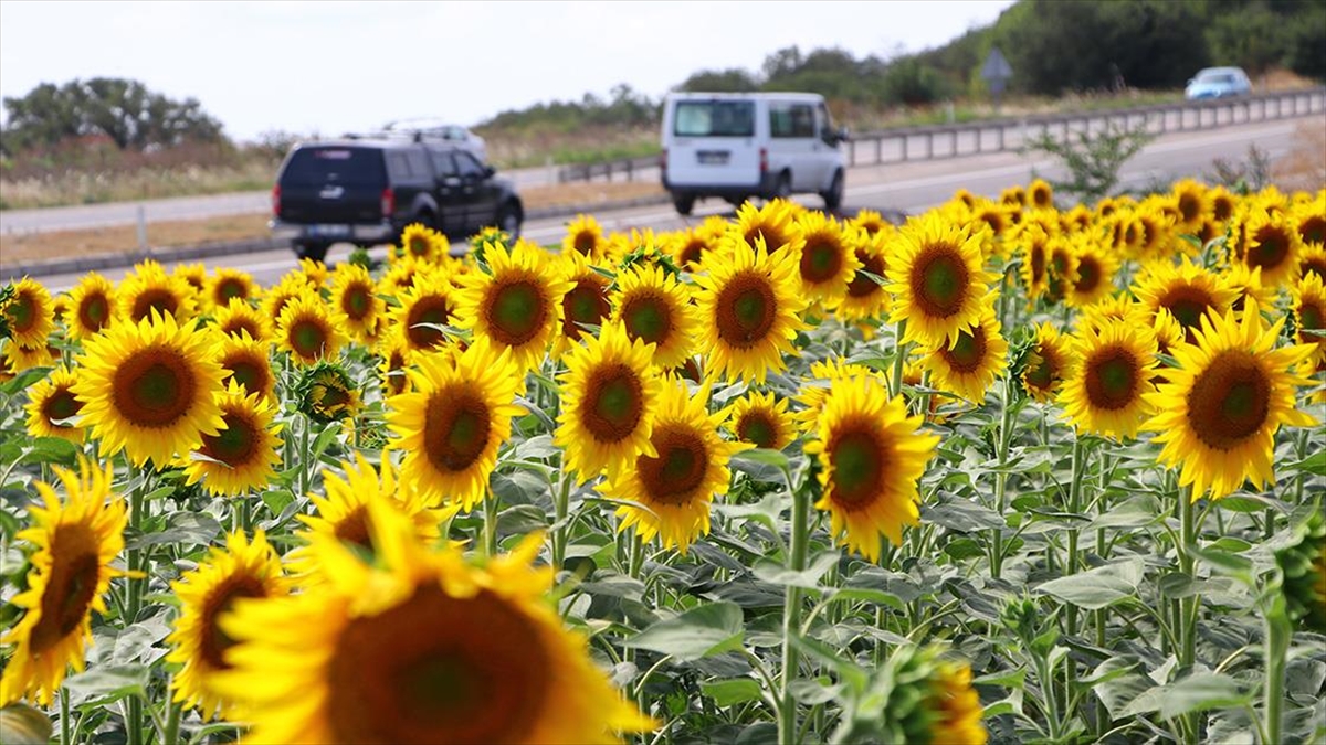 Tekirdağ'da Ayçiçeği Tarlaları Sürücülere 'renkli Rota' Sunuyor