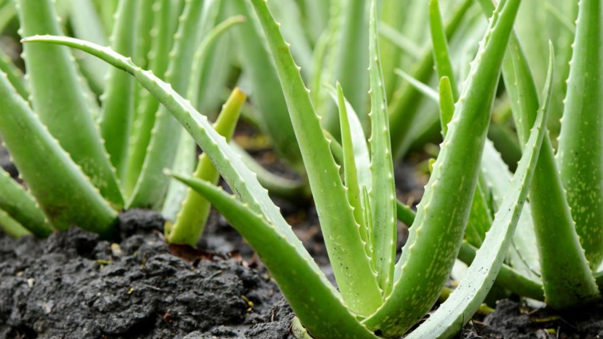 Aloe Vera Bitkisi İle Yapabileceğiniz 7 Mucizevi Şey! İşte Aloe Vera Bitkisinin İnanılmaz Faydaları