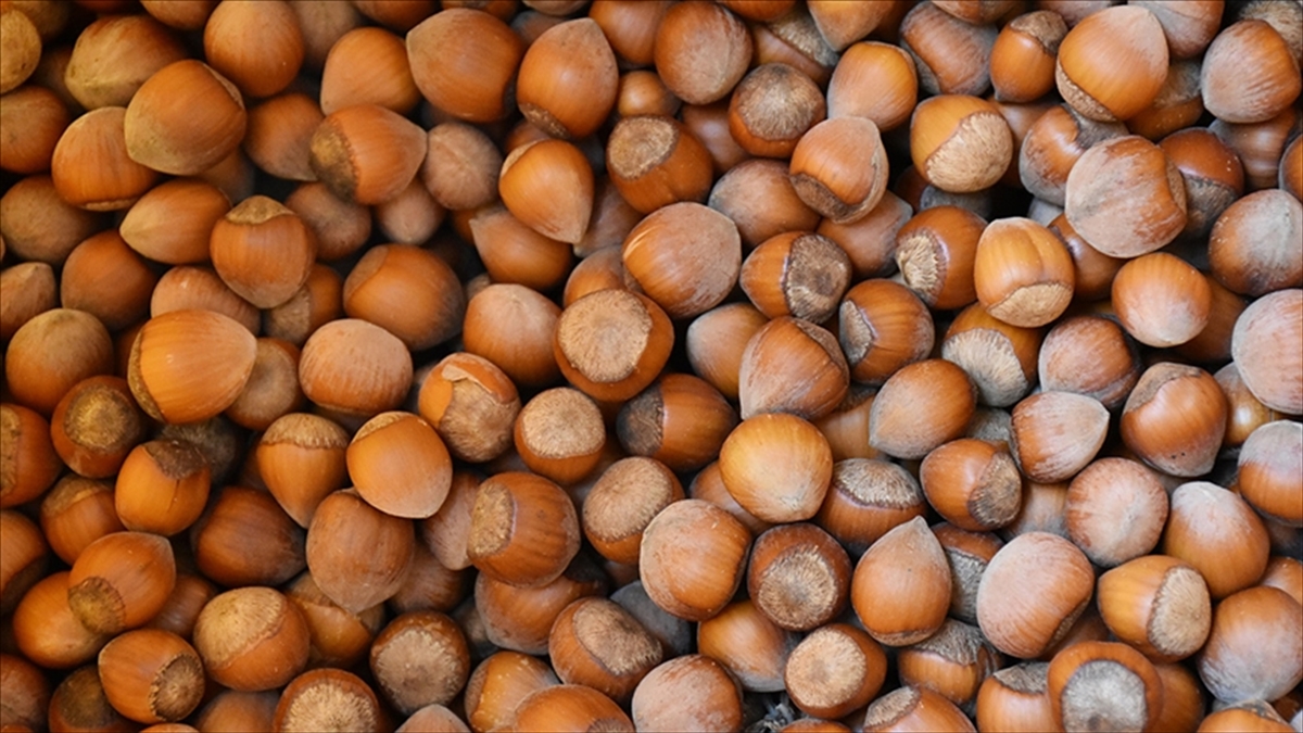 Türkiye'nin Fındık İhracatının Yüzde 34'ü Trabzon'dan Yapıldı