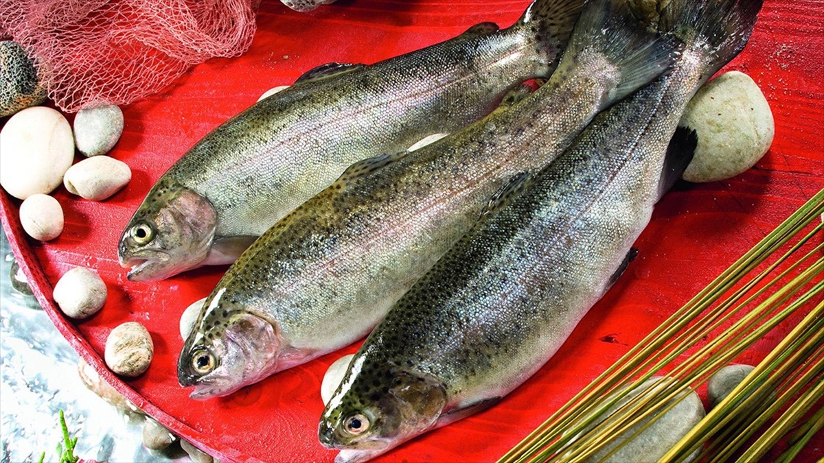 Karadeniz'den Türk Somonu İhracatı Yılın İlk Yarısında Yüzde 77 Arttı