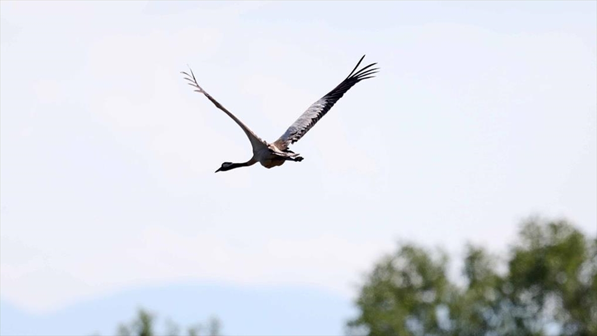 Kızılırmak Deltası'ndaki Anadolu Dağ Turnaları Takip Ediliyor