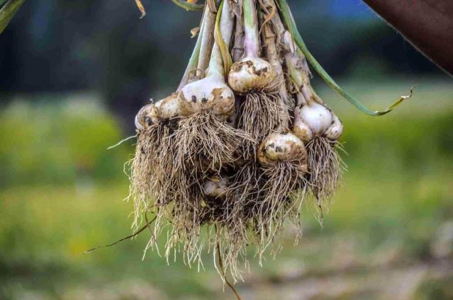 Kastamonu'da 4 bin ailenin gelir kapısı olan "beyaz altın" sarımsağında hasat dönemi başladı!