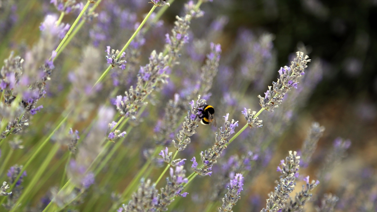 Muğla'nın "Mor Tarlaları" Ziyaretçilerini Ağırlıyor