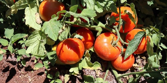 Kilis'te Bu Sezon Domates Verimi Yüksek