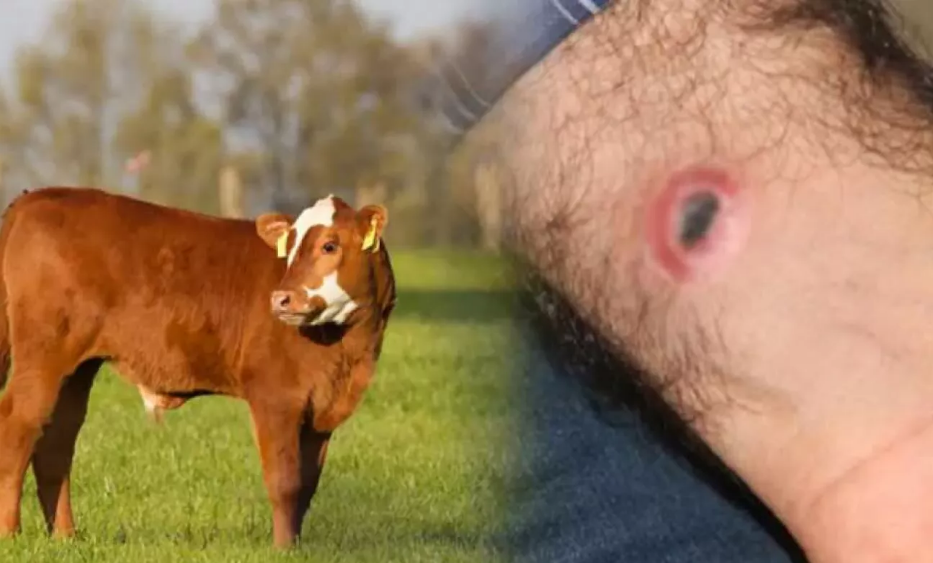 Hırvatistan’da şarbon paniği!