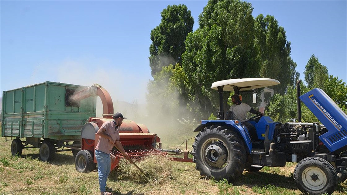 Muş'ta Çiftçiler Hayvanları İçin Kışlık Yem Mesaisine Başladı