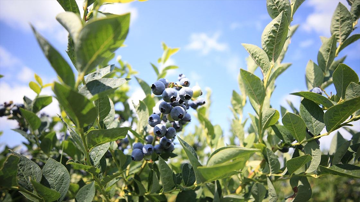 Istranca Dağları Eteklerinde Yetiştirilen Yaban Mersininde Hasat Başladı