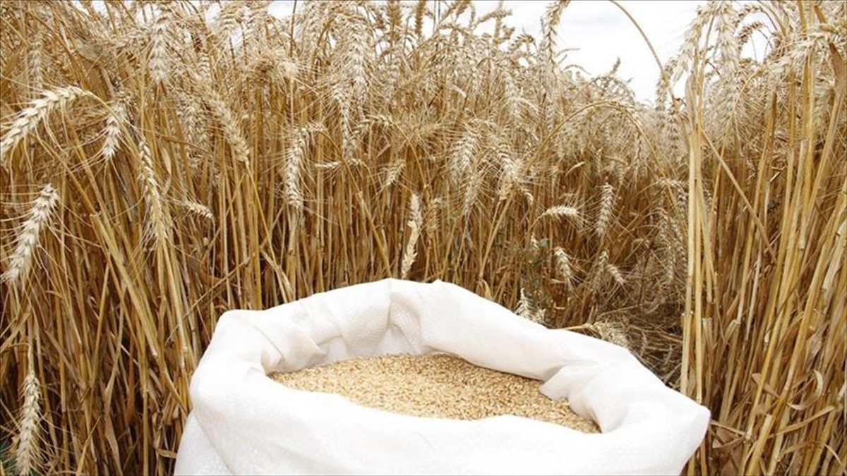 Kik Ülkeleri Ve ABD, Dünya Gıda Güvenliği İçin 11 Milyar Dolar Destek Sağlayacak