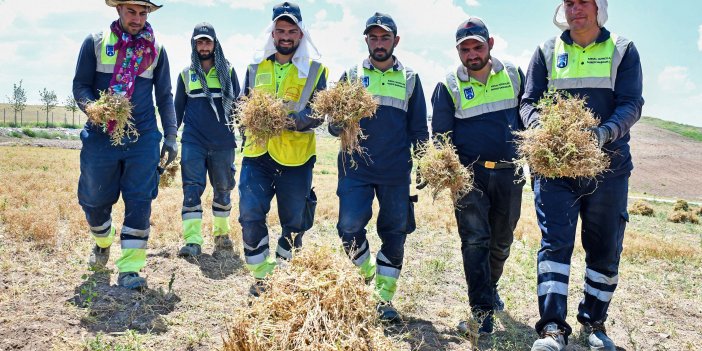 ABB’DEN BİR İLK: ANADOLU’NUN UNUTULMUŞ TAHILI BURÇAK GÜN YÜZÜNE ÇIKARILIYOR