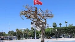 Asırlık ağacı zehirleyen 3 kişi yakalandı