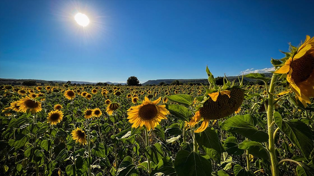 Domaniç Yağlık Ayçiçeğiyle Sarıya Büründü