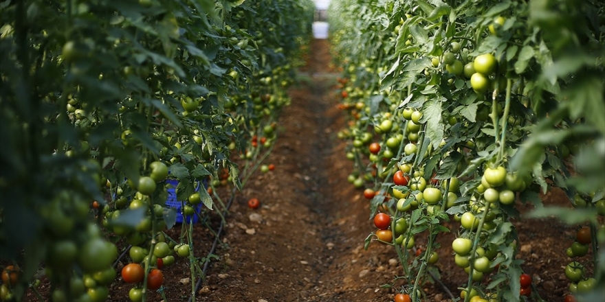 Seracılığa 150 Milyon Lirayı Aşan Teşvik