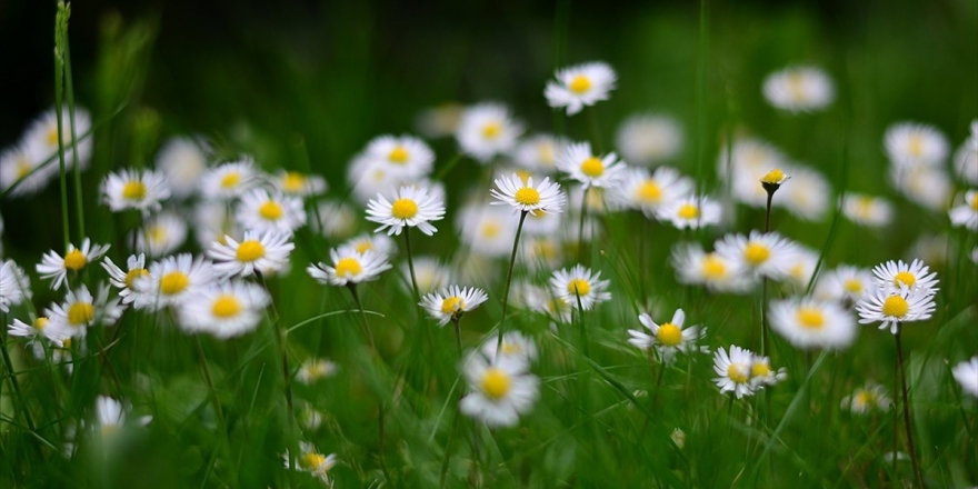 Prof. Dr. Erdem Yeşilada: Piyasadan Aldıklarımız Kekik De Değil, Papatya Da