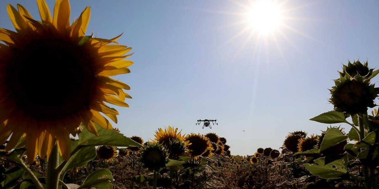 Trakya'da Çayır Tırtılı İlaçlaması Arıların Zarar Görmemesi İçin Akşam Yapılıyor