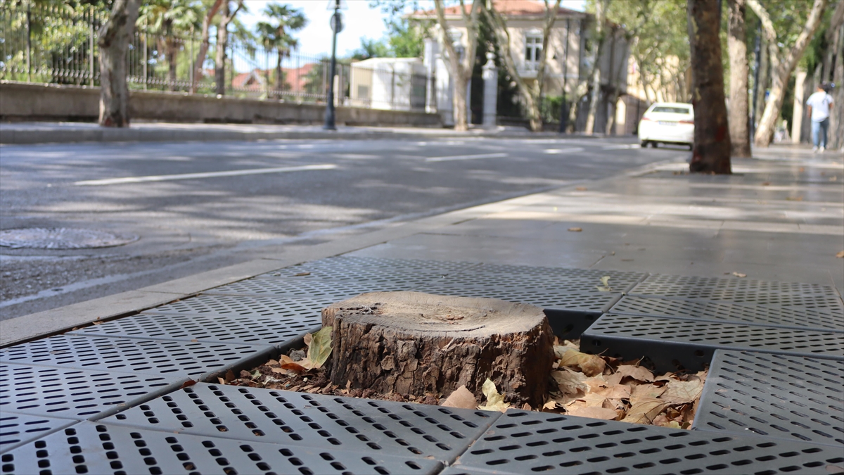 İBB'nin Dolmabahçe Ve Çırağan'da Kestiği Çınarların Yerine Diktiği Fidanlar Kurudu