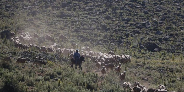 Sel Nedeniyle Boşaltılan Köyünün Yaylalarında 30 Yıldır Koyun Otlatıyor