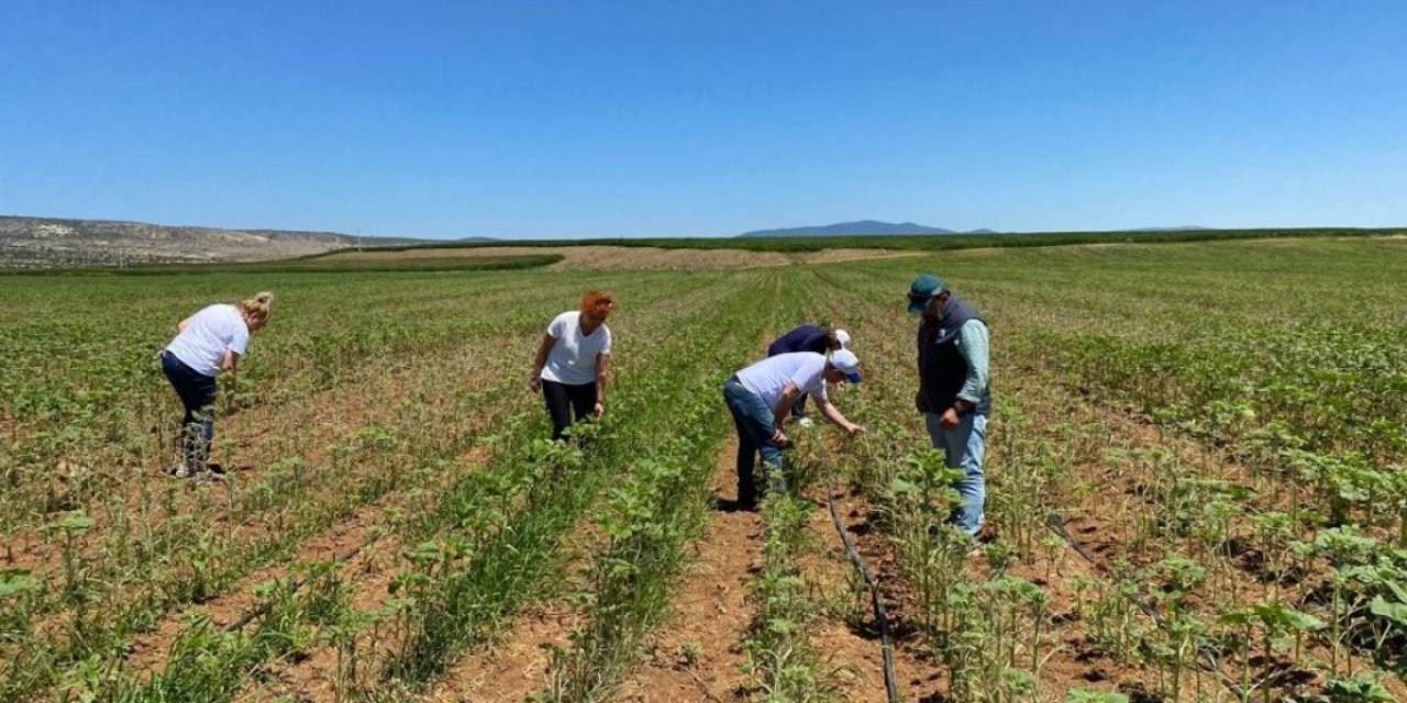 Eskişehir'de çayır tırtılları ayçiçeği tarlalarını istila etti