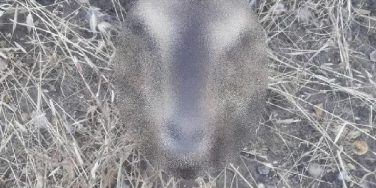 Adıyaman'da kaçak dağ keçisi avı pahalıya patladı