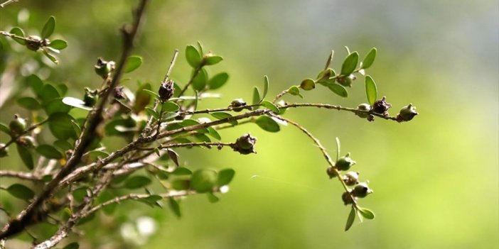 Kaçkarların Yok Olma Tehlikesi Yaşayan Şimşir Ağaçları 10 Yıl Aradan Sonra Hayata Döndü