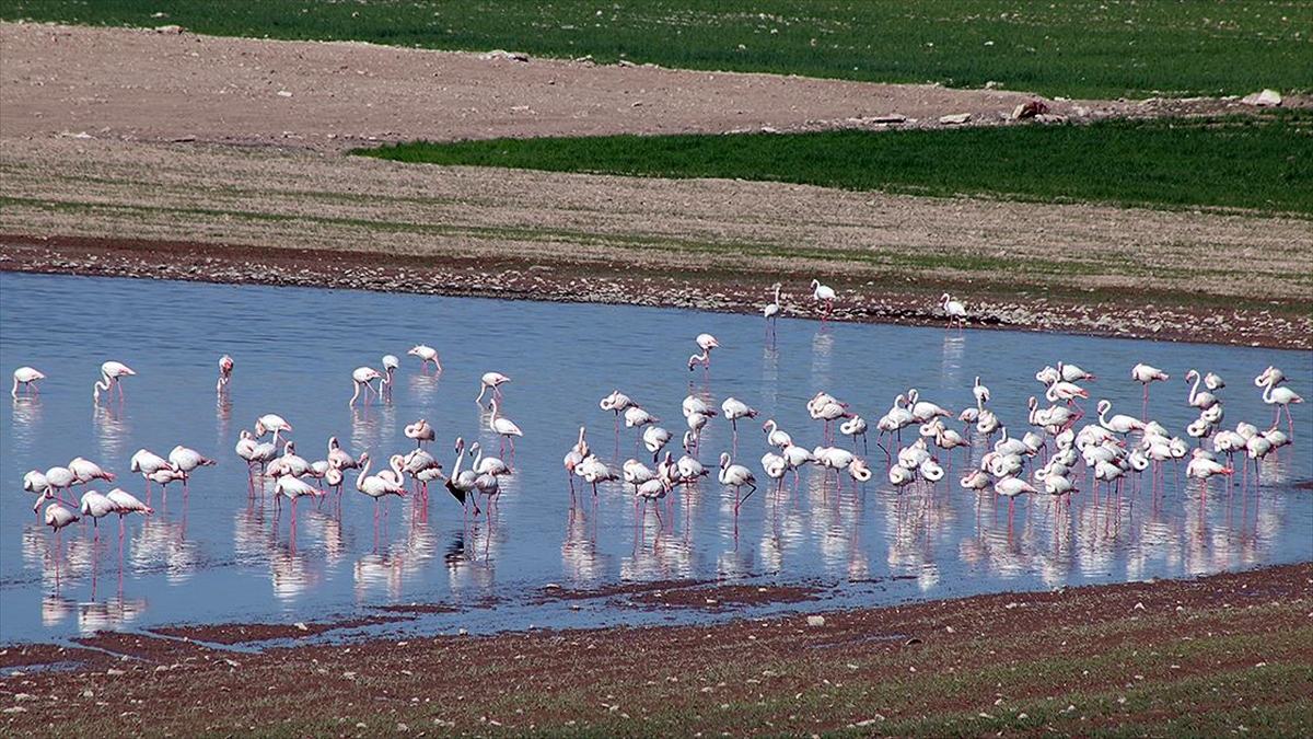 Tuz Gölü'ndeki Flamingoların Korunması İçin Önlem